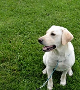 honden foto van Annabelle