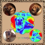 honden foto van Ellen