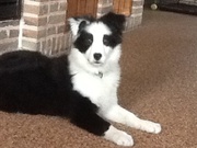 honden foto van Gery