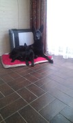 honden foto van Veronique