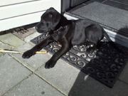 honden foto van Catti Baks