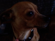 honden foto van jessica