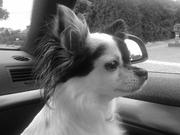 honden foto van Fanny