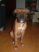 honden foto van peggy