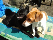 honden foto van petra 