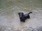 honden foto van hartendiefje