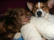 honden foto van De heren