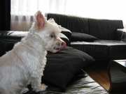 honden foto honden foto van dolly14