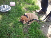 honden foto honden foto van Marieke Jansen