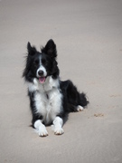 honden foto van daniel