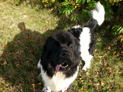 honden foto honden foto van Esther