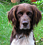 honden foto van Hanna