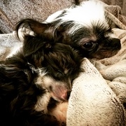 honden foto honden foto van Keith