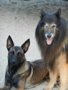 honden foto van LittleMando