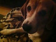 honden foto van Nathalie