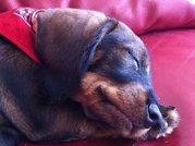 honden foto van Hedda en Saartje