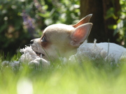 honden foto van Jessica 