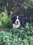 honden foto honden foto van Gerda & Sepp