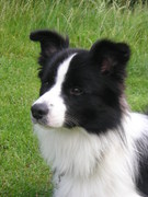 honden foto van Esther Kloet