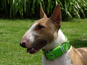 honden foto van Honey