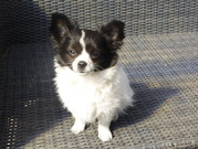 honden foto van Edwin
