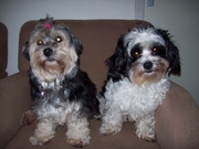 honden foto van sherry