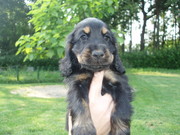 honden foto honden foto van Janet