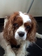 honden foto van Leonie