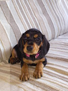 honden foto van Noelle