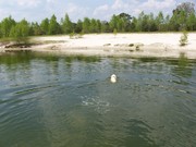 honden foto van herman