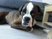 honden foto van Kirsten