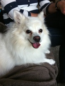 honden foto van Roosfa