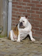 honden foto van marijke