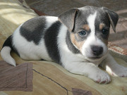 honden foto honden foto van corrie van der heijden