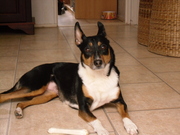 honden foto van Jeanne de Korte