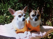 honden foto van Jisca Busstra