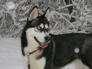 honden foto van Bauke 