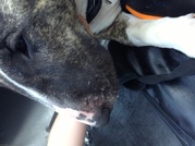 honden foto honden foto van Levi witteveen