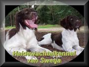 honden foto van  Fokker van Heidewachtels.