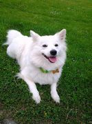 honden foto van Matthias en Gucci