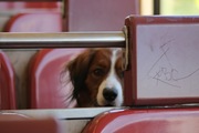 honden foto van Floor