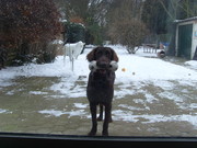 honden foto van Redy 