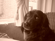 honden foto van Charlotte Peters