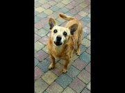 honden foto van romy