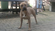 honden foto van Robin van H