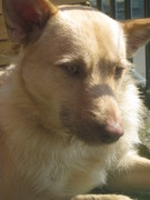 honden foto van Dinie Slothouber