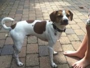 honden foto honden foto van talitha