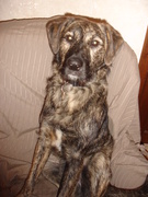 honden foto van Julie 