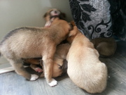 honden foto van ellen te braak
