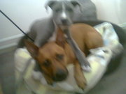 honden foto van noor